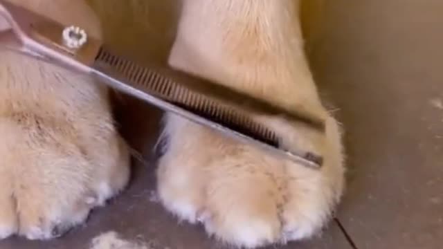 Cute animals funny videos