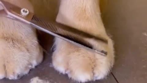 Cute animals funny videos