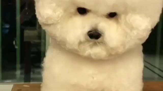 🤣 Awesome Funny Pet Animals Life Videos 😇