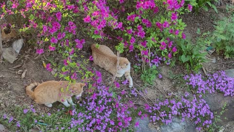 Two cats playing in the flower garden