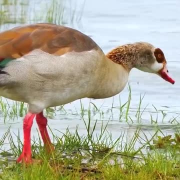 Birds #nature #relaxing #birds