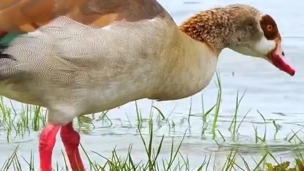 Birds #nature #relaxing #birds