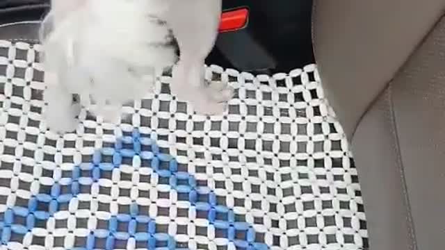 My baby puppy runs away whenever the topic of shower comes up.