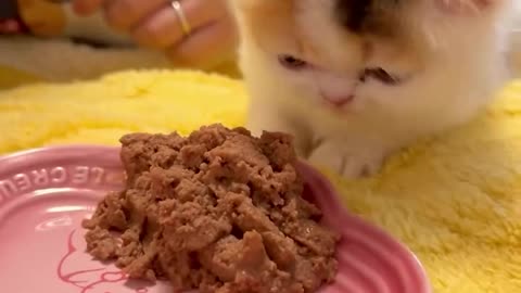 The first time a cat eats cat food