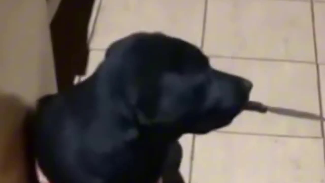 Funny animal funny video 🐻