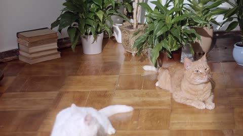 Cat 🐈😺 related video