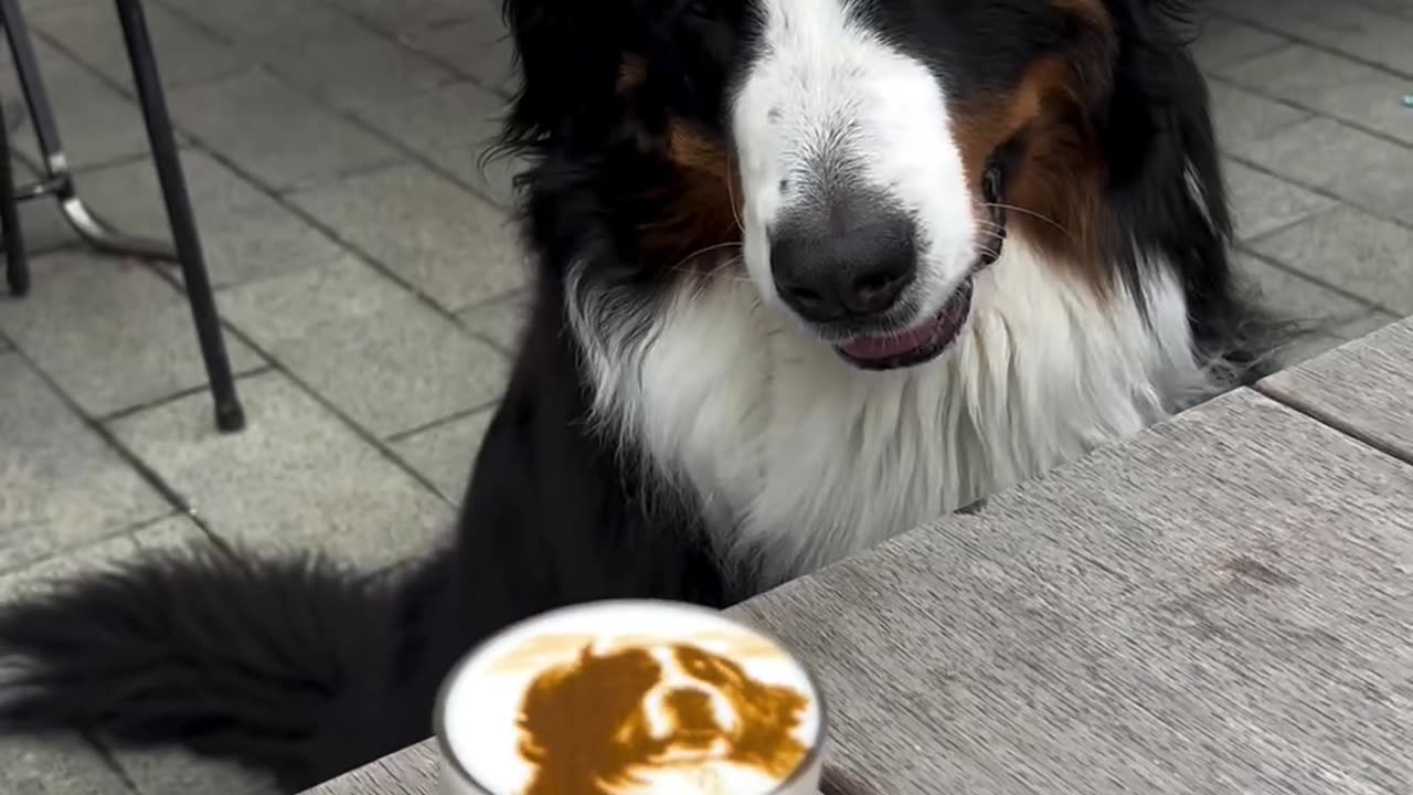 Smart dog