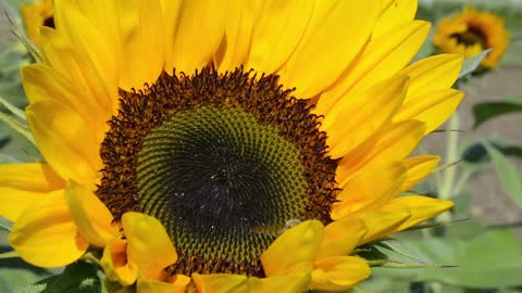 Bee Collect Pollen Sunflower Collect Pollen