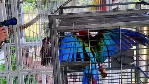 macaws#macawsoftiktok