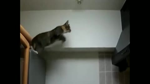 Funny Cat