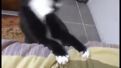 Dancing Cat Dancing Dog Duo Separate Clips.mp4