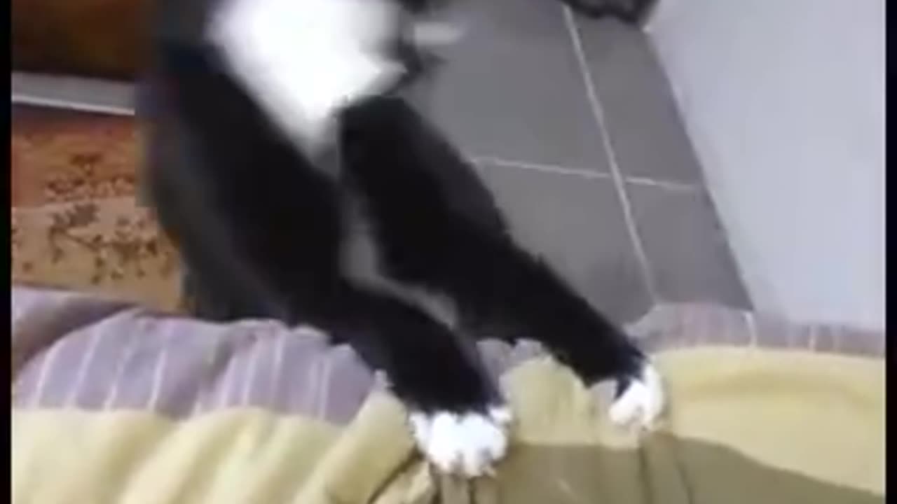 Dancing Cat Dancing Dog Duo Separate Clips.mp4