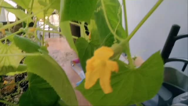 Hand pollinating cucumbers