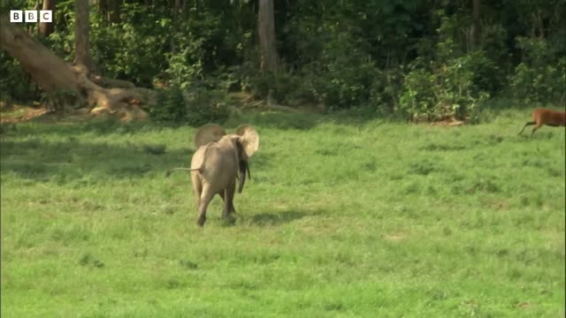 The Bull Elephant Playground | Natural World: Forest Elephants | BBC Earth