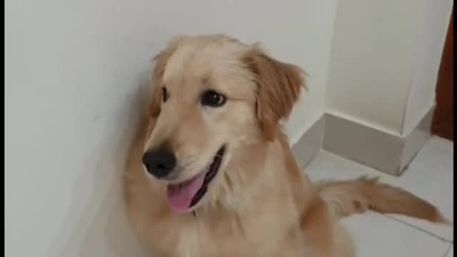 Just a happy dog (check description )