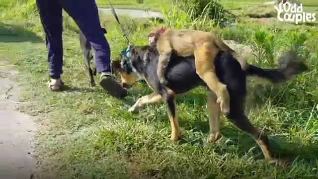 This Monkey Rides Her Dog BFF All Day Long - The Dodo Odd Couples