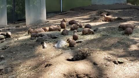 Praire Dogs at Beardsley Zoo