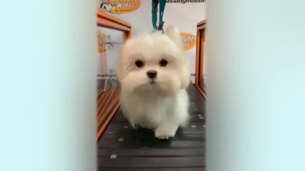 Funniest pets compilation 2021 part 10