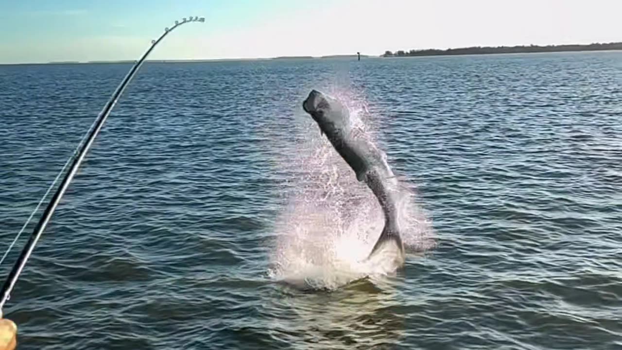 Funny video