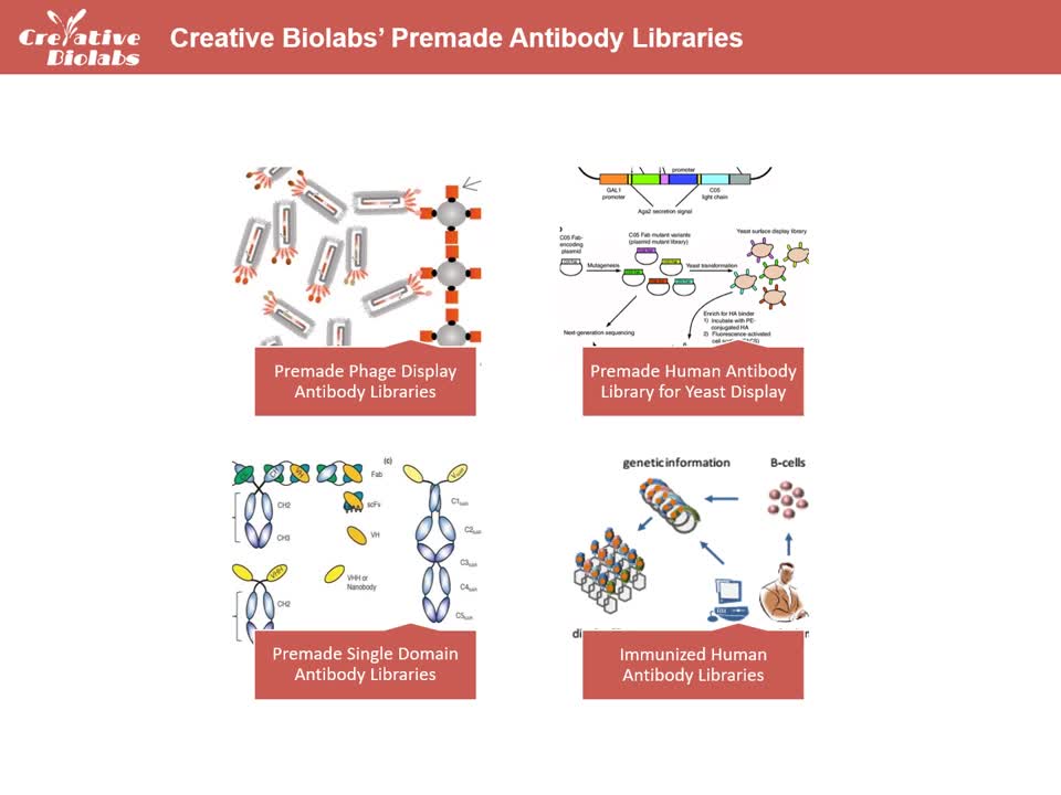 Antibody Library Screening