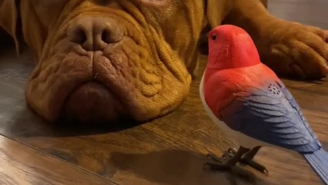 New best friend