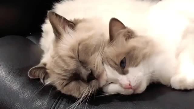 Cats in Love