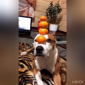 Skillful pup balances tangerines on top of head