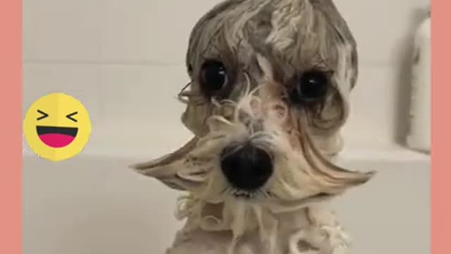 Cute dog moment 🤣🤣🤣