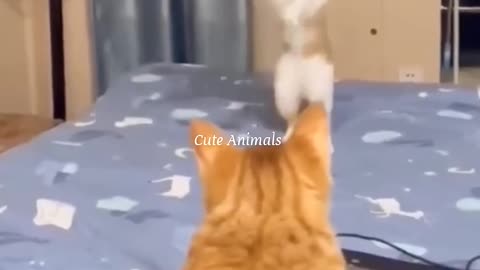 Funny animal video