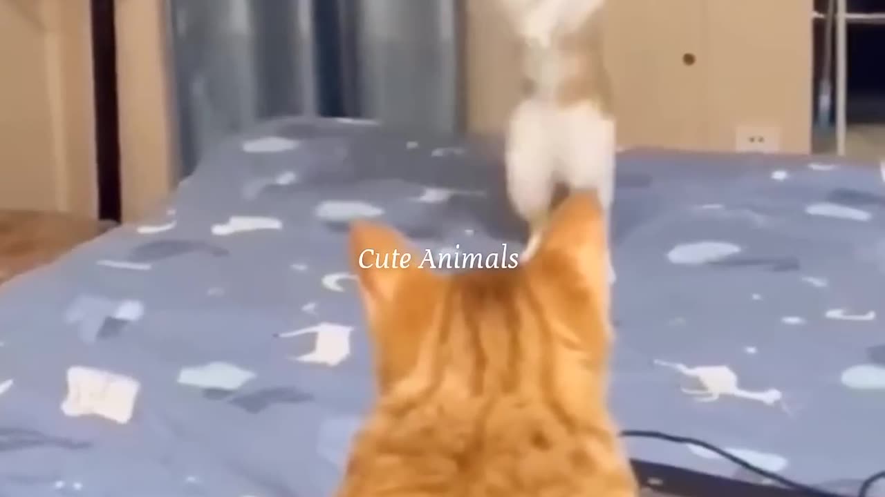 Funny animal video