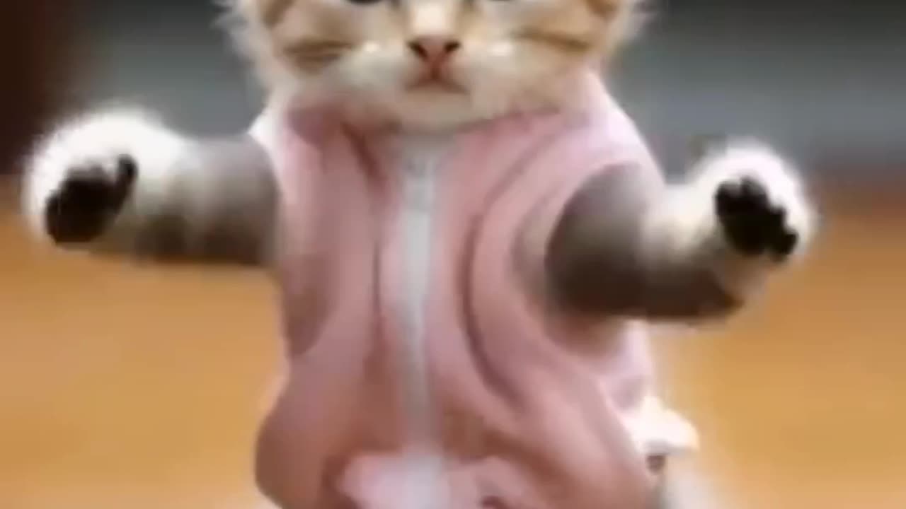 Best funny video in the world