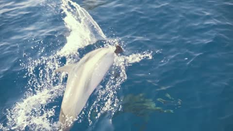 Group of dolphins playing in the blue water in front of boat