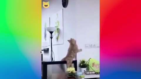 Super Funny Cats