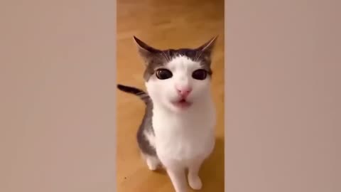 Funny cats