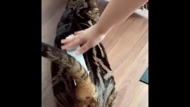 Funniest Animals 🐧 - Best Of The 2020 Funny Animal Videos 😁very funny