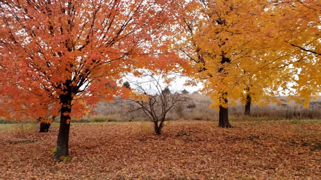 So Very Autumnal