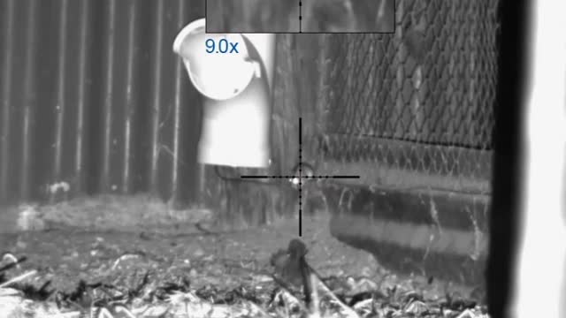 Shooting mice with fx impact pulsar digisight