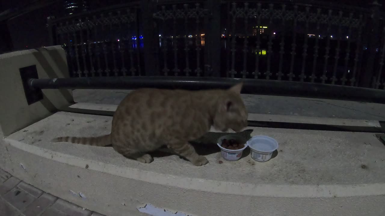 CHRIS MARTIN - Homeless cat in Ras Al Khaimah, UAE #cat #cats #ChrisMartin #emirates #ae #UAE #food