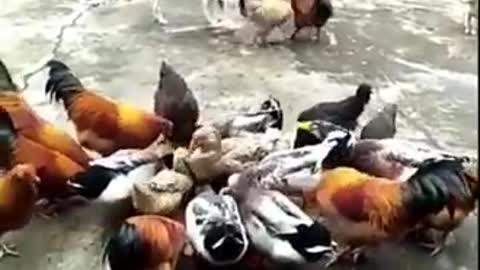 Angry chickens vs dogs lol