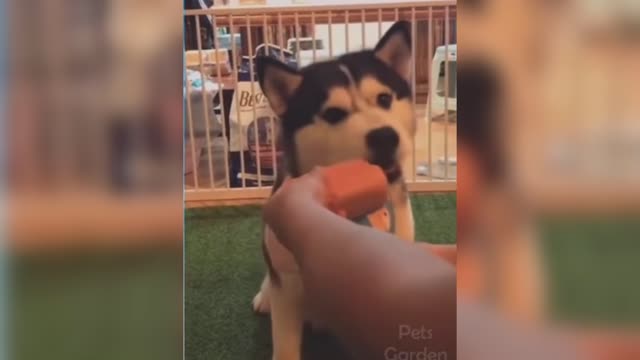 dog and cat funny videos #1