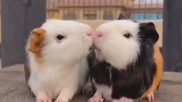 Cute hamsters sharing food