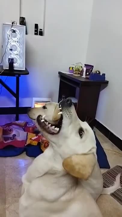 0.Puppy life from tiktok @cottonandoat #shorts