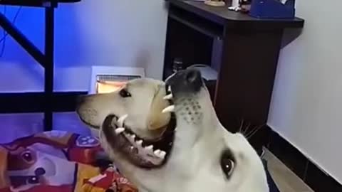 0.Puppy life from tiktok @cottonandoat #shorts