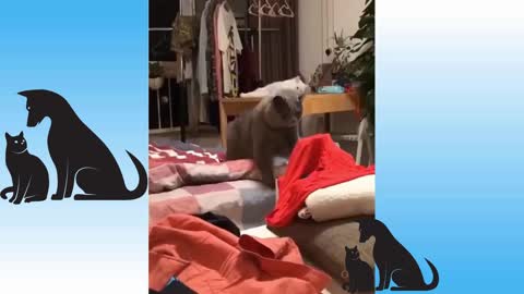 Top Funny Cat Videos of The Day #Noughty Animals