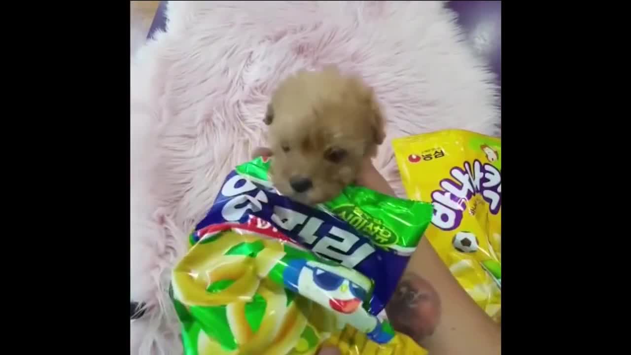 Funny Pets