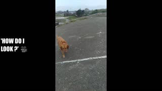 Happy Doggy Strolling Around