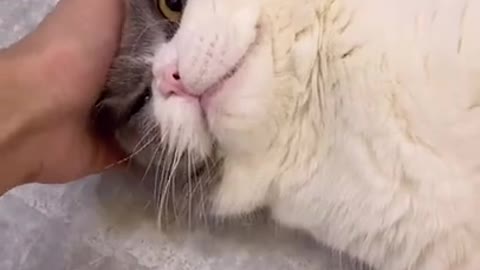 funny cat tiktok videos / pets