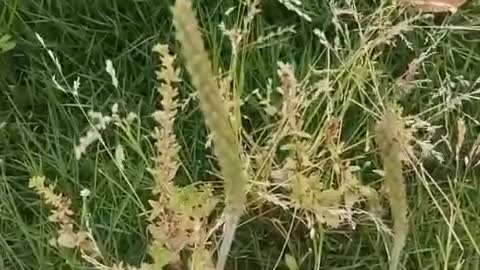 green grass