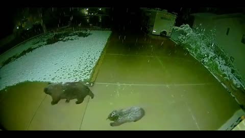 Cute Guests Enjoying the Snow