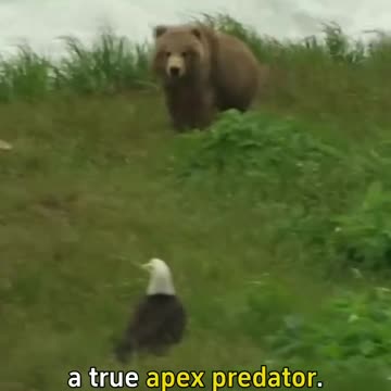 Bear forest looks beautiful